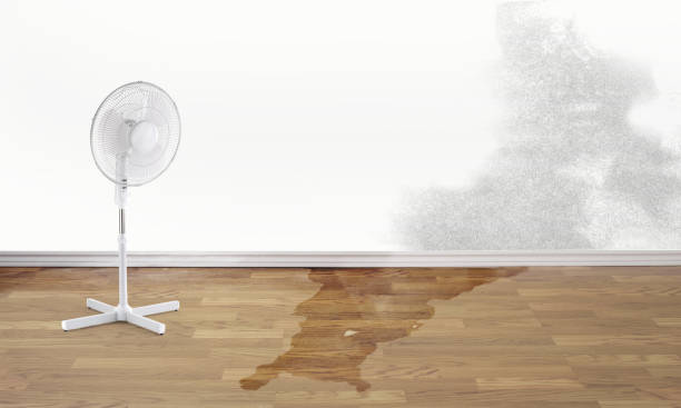Best Mold removal after water damage  in Sebring, FL