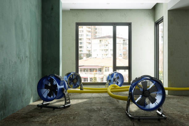 Best Carpet water damage restoration  in Sebring, FL